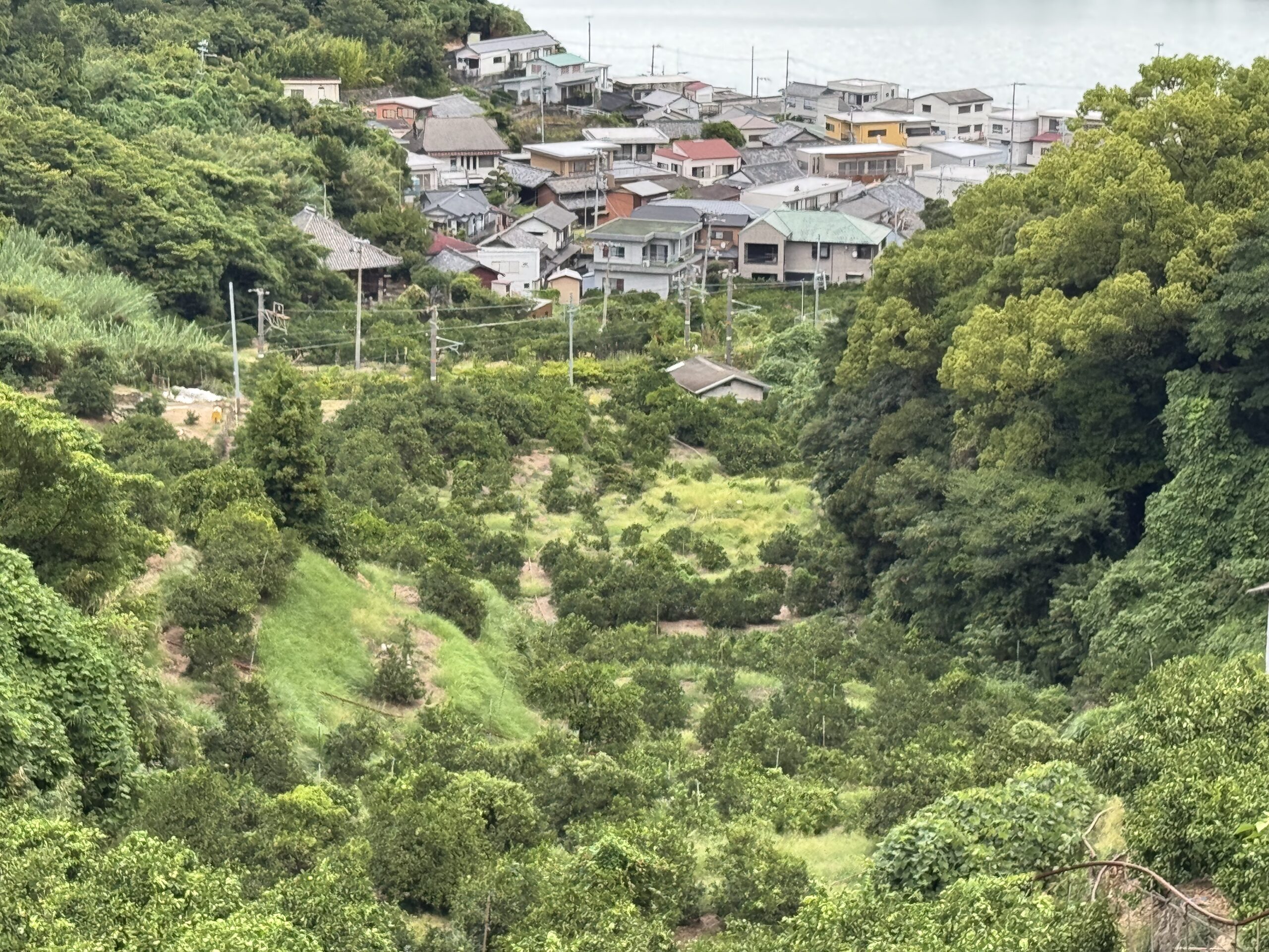 和歌山県の果樹園