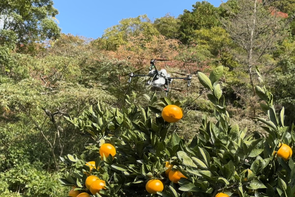 和歌山県の果樹園散布2